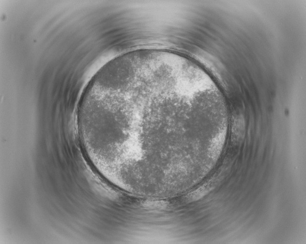 X0000087361466200705111633