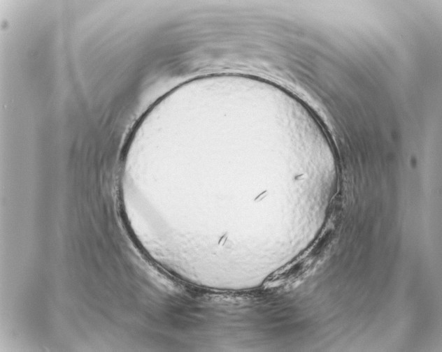 X0000087361525200705111632