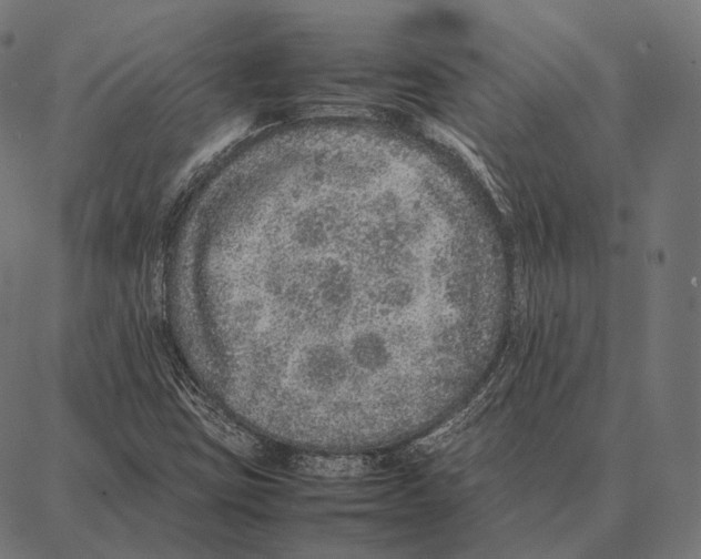 X0000087361403200705181140