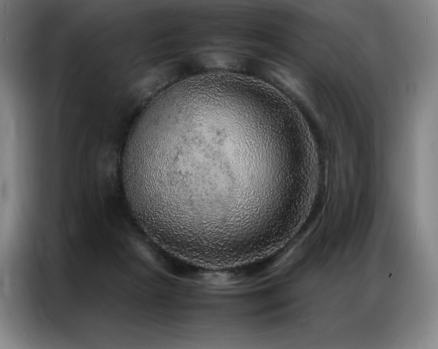 X0000087370265200704201233