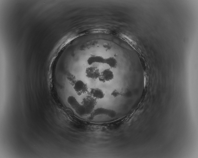 X0000087370339200704201231