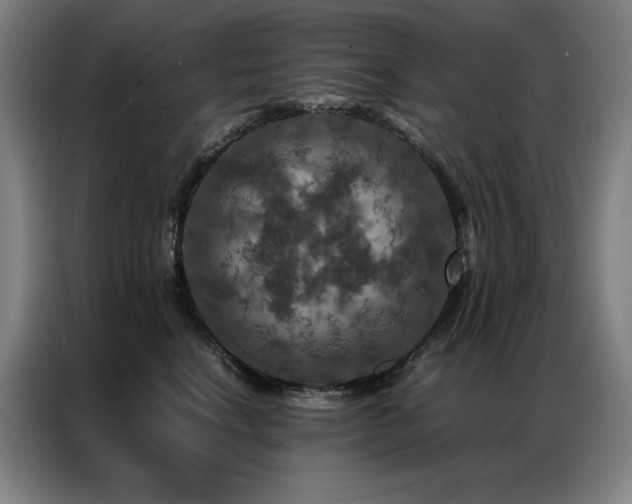 X0000087370664200704201229
