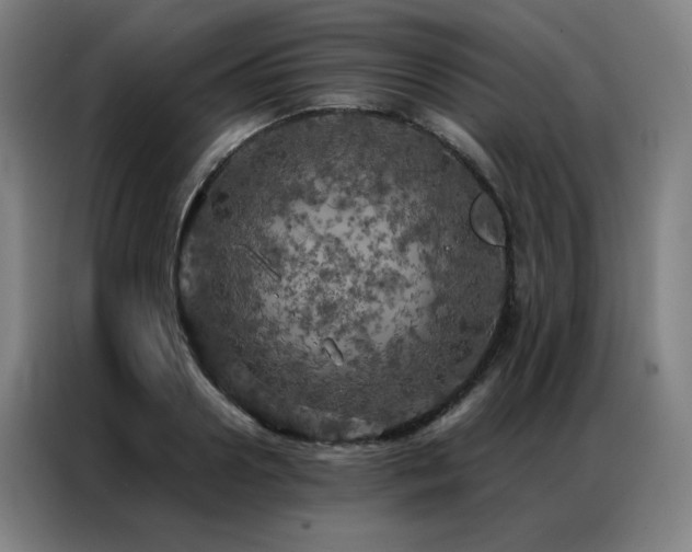 X0000087370938200704201225