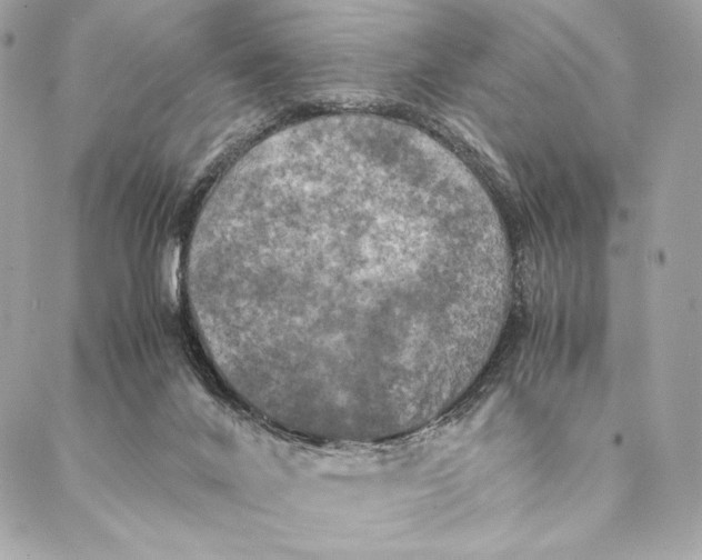 X0000087370024200705111722