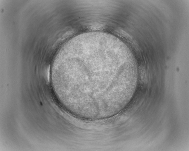 X0000087370028200705111721