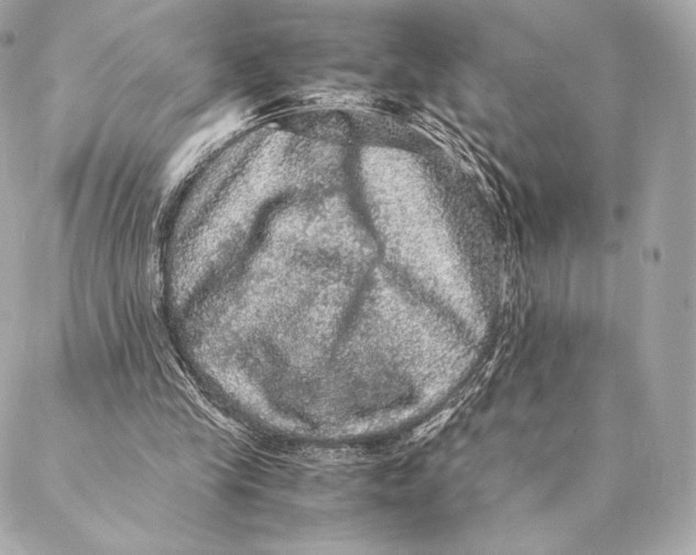 X0000087370245200705111717