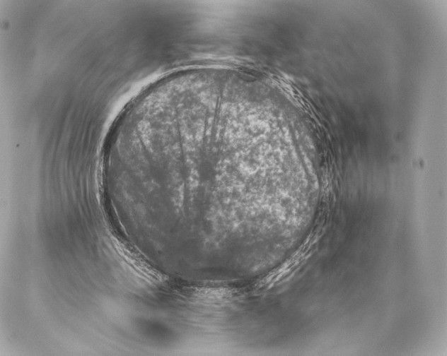 X0000087370342200705111716