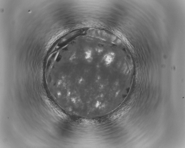 X0000087370442200705111714