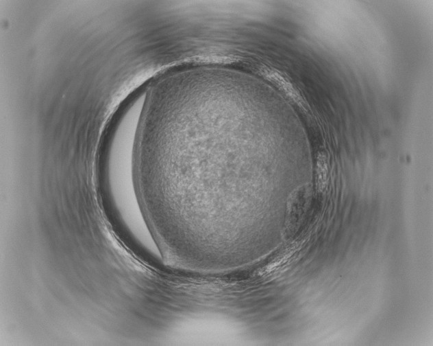 X0000087370726200705111709