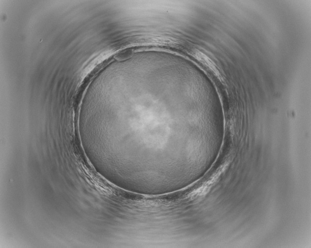 X0000087370781200705111709