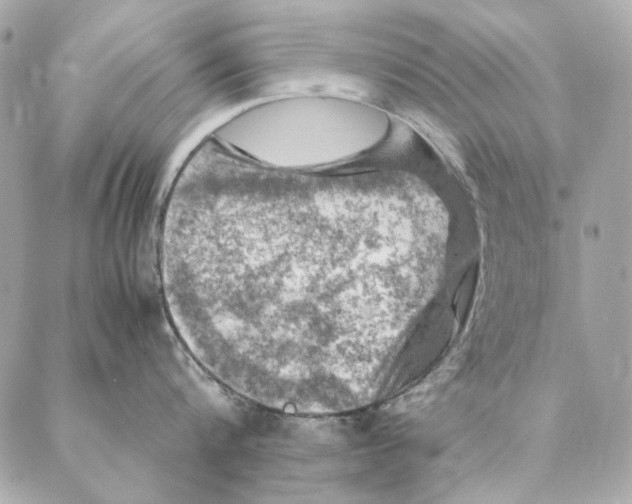 X0000087370816200705111709