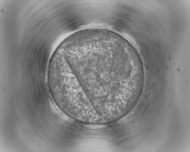 X0000087371296200705111700