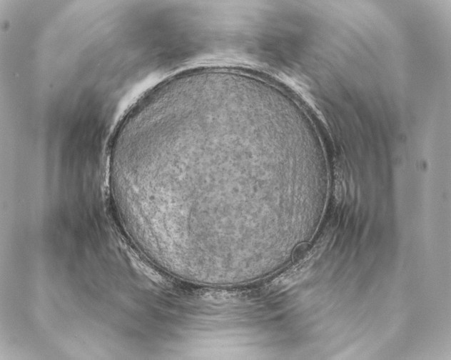X0000087371366200705111659