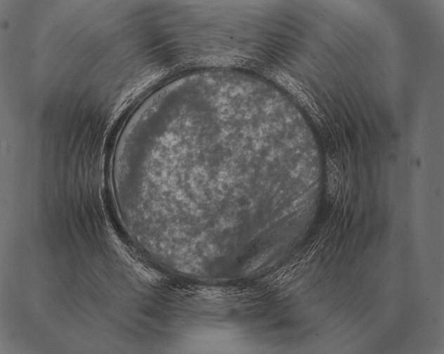 X0000087370486200705181220