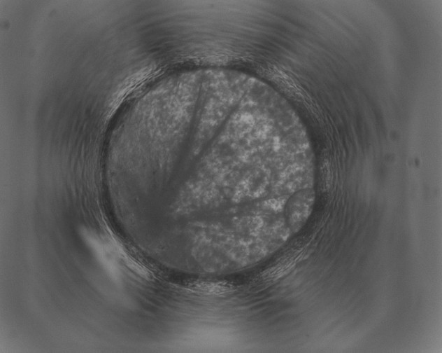 X0000087370638200705181217