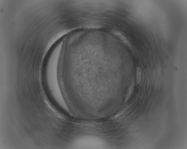 X0000087370726200705181216