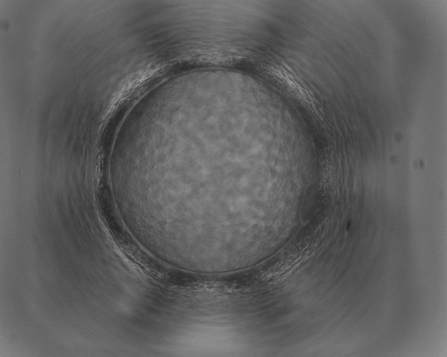 X0000087370736200705181216