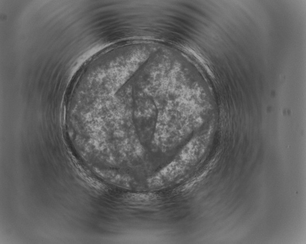 X0000087371125200705181210