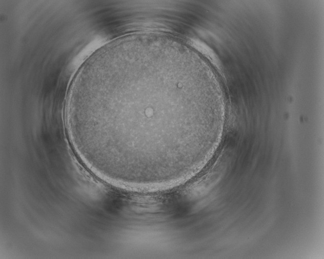 X0000087371338200705181207