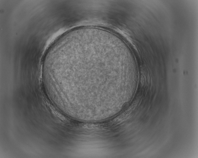 X0000087371366200705181206