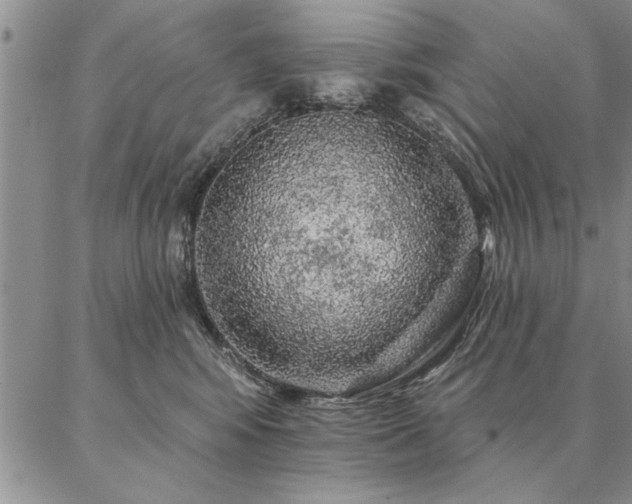 X0000087380424200704271602