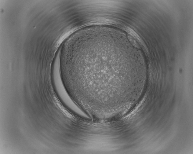 X0000087380842200704271555