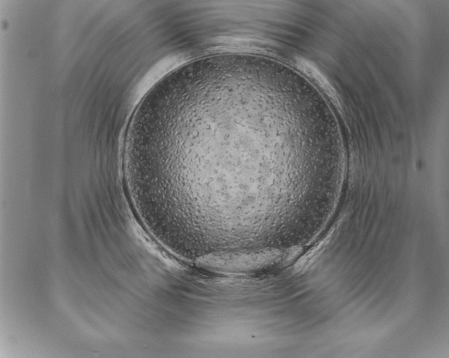 X0000087381386200704271546