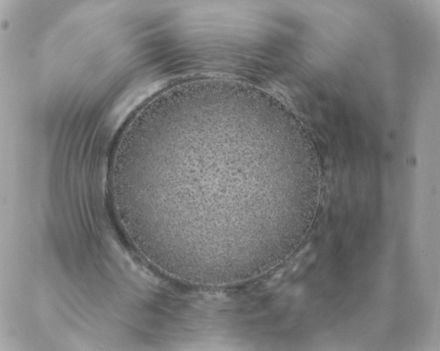 X0000087380194200705041954