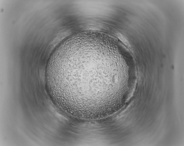 X0000087380386200705041951