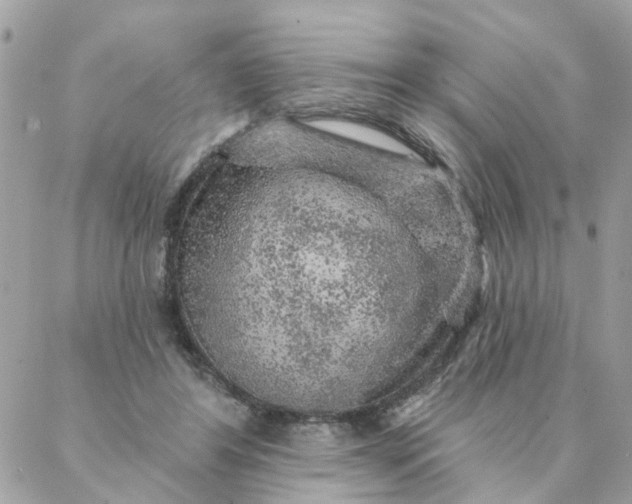 X0000087380404200705041950