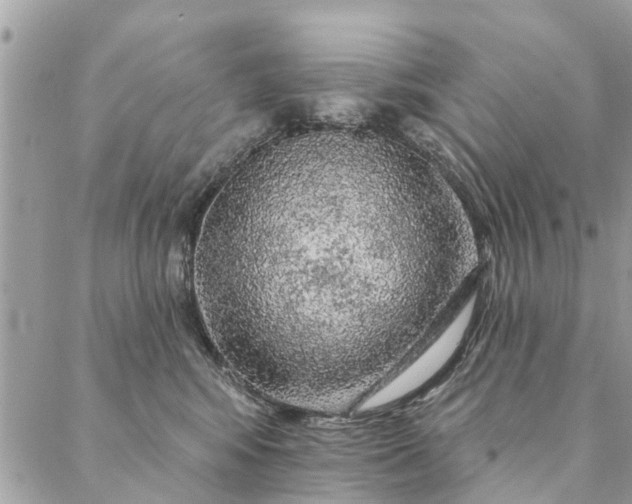 X0000087380424200705041950