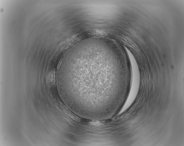 X0000087380425200705041950