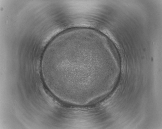 X0000087380434200705041949