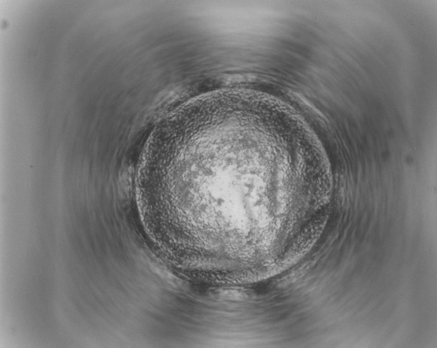 X0000087380475200705041950