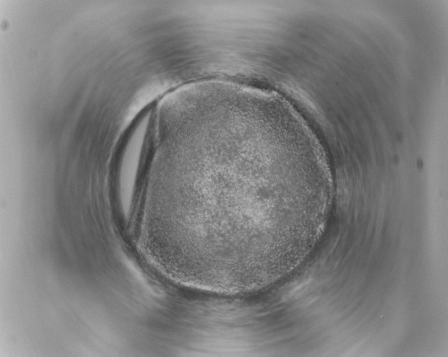 X0000087380626200705041946