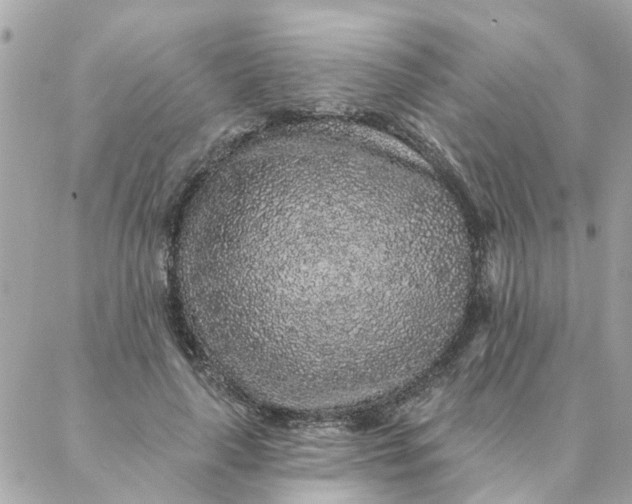 X0000087380643200705041946