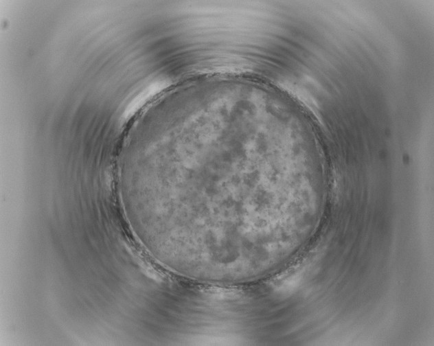 X0000087380874200705041943