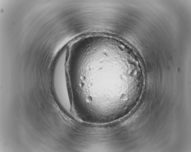 X0000087380925200705041941