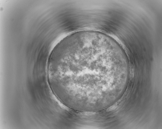 X0000087381294200705041936