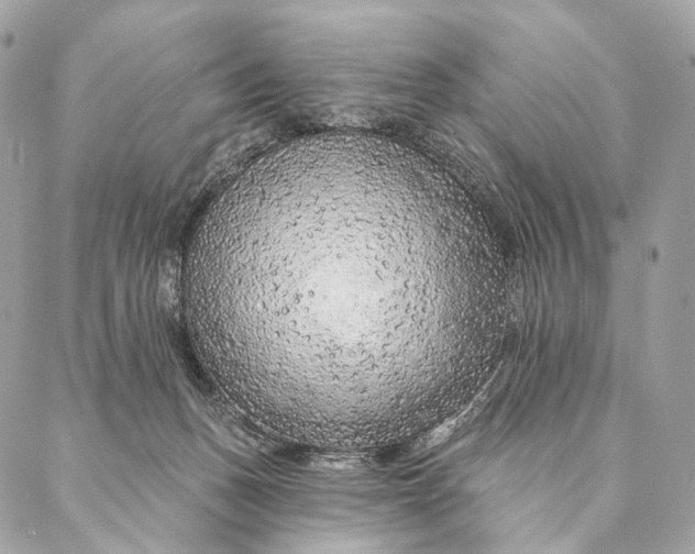 X0000087380175200705111744