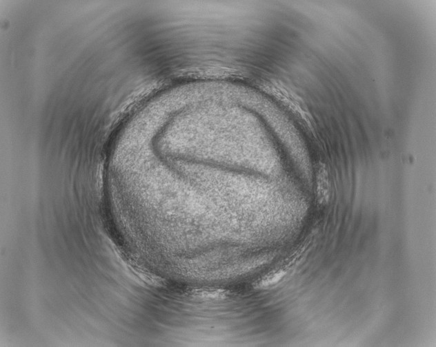 X0000087380206200705111744