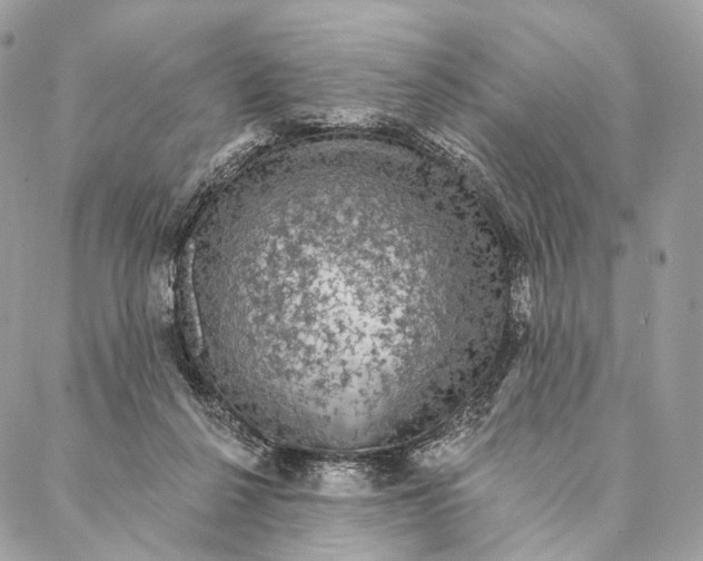 X0000087380264200705111743