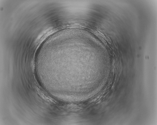 X0000087380290200705111742