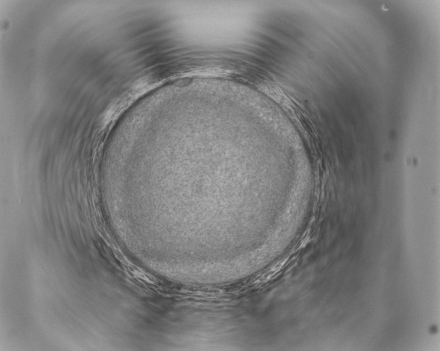 X0000087380337200705111741