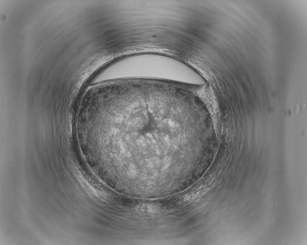 X0000087380350200705111741