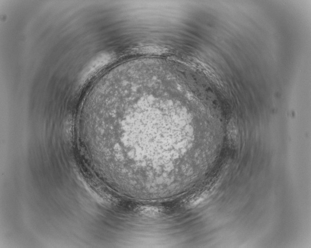 X0000087380352200705111741