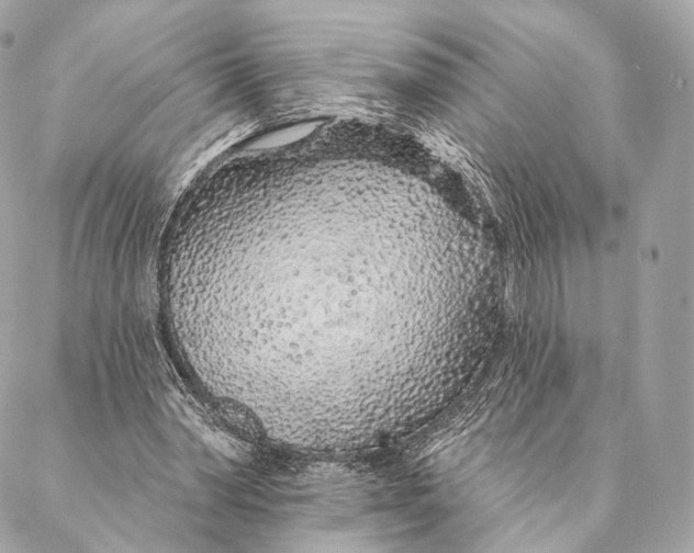 X0000087380390200705111741