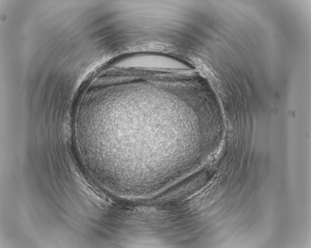 X0000087380392200705111741