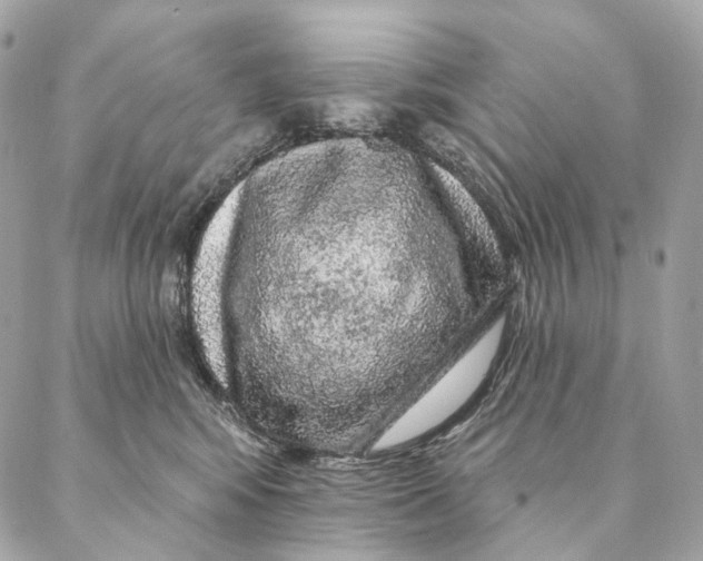 X0000087380424200705111740