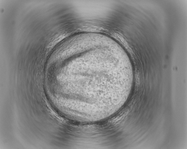 X0000087380433200705111739